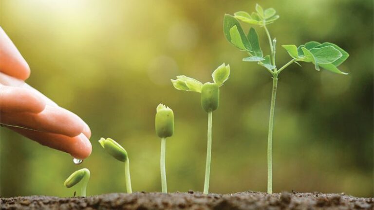 Sowing the Seeds of Innovation